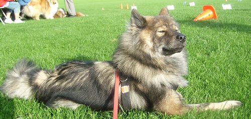 hund i græs som smiler