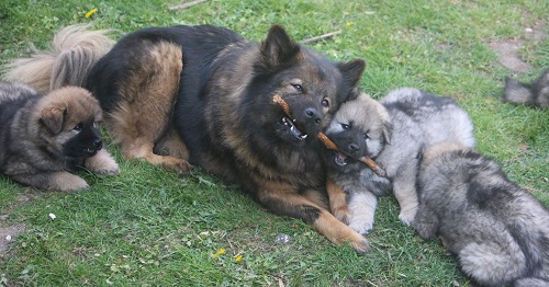 hund og hvalp leger